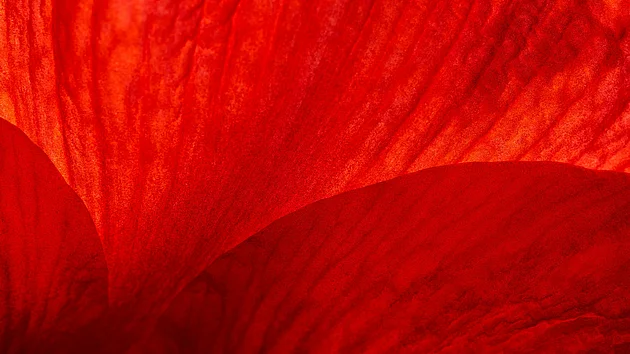 Au coeur d'une fleur
