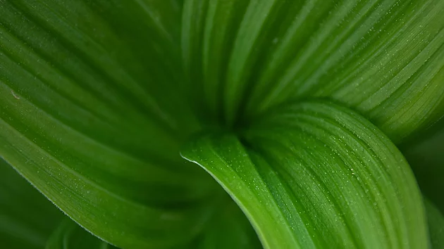 Des feuilles qui s'ouvrent