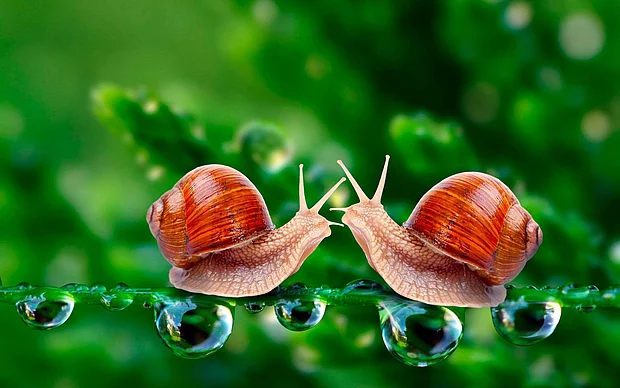 Deux escargots s'embrassent