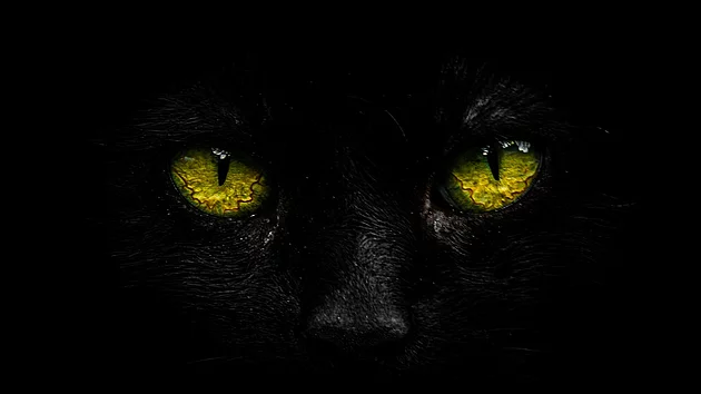 Yeux de panthère noire